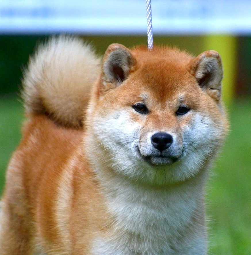 Б сибы. Сиба-ину породы собак. Порода собак Шиба ину. Японская сиба ину. Японская порода собак субаину.